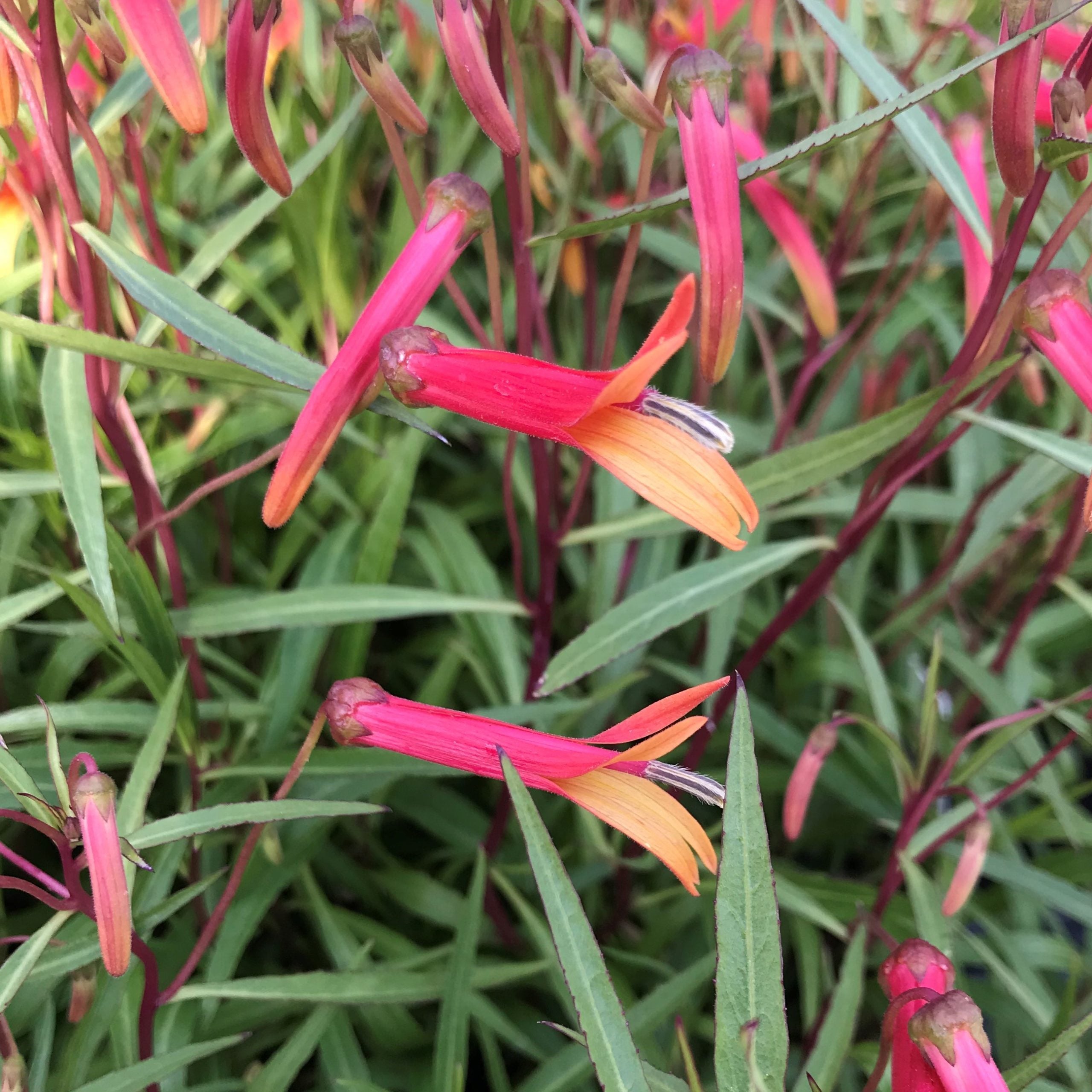 Lobelia laxiflora - Cardinal Flower (4.5" Pot) - Image 3