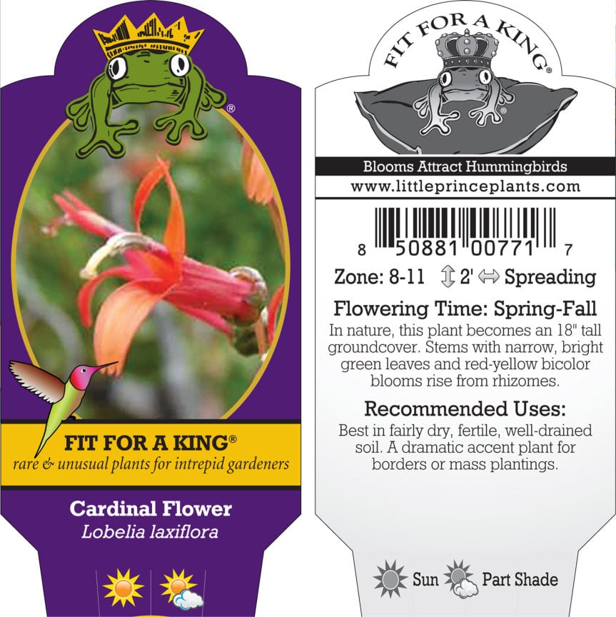 Lobelia laxiflora - Cardinal Flower (4.5" Pot) - Image 7