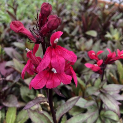 Lobelia x speciosa 'Starship™ Deep Rose' - Cardinal Flower (4" Pot)