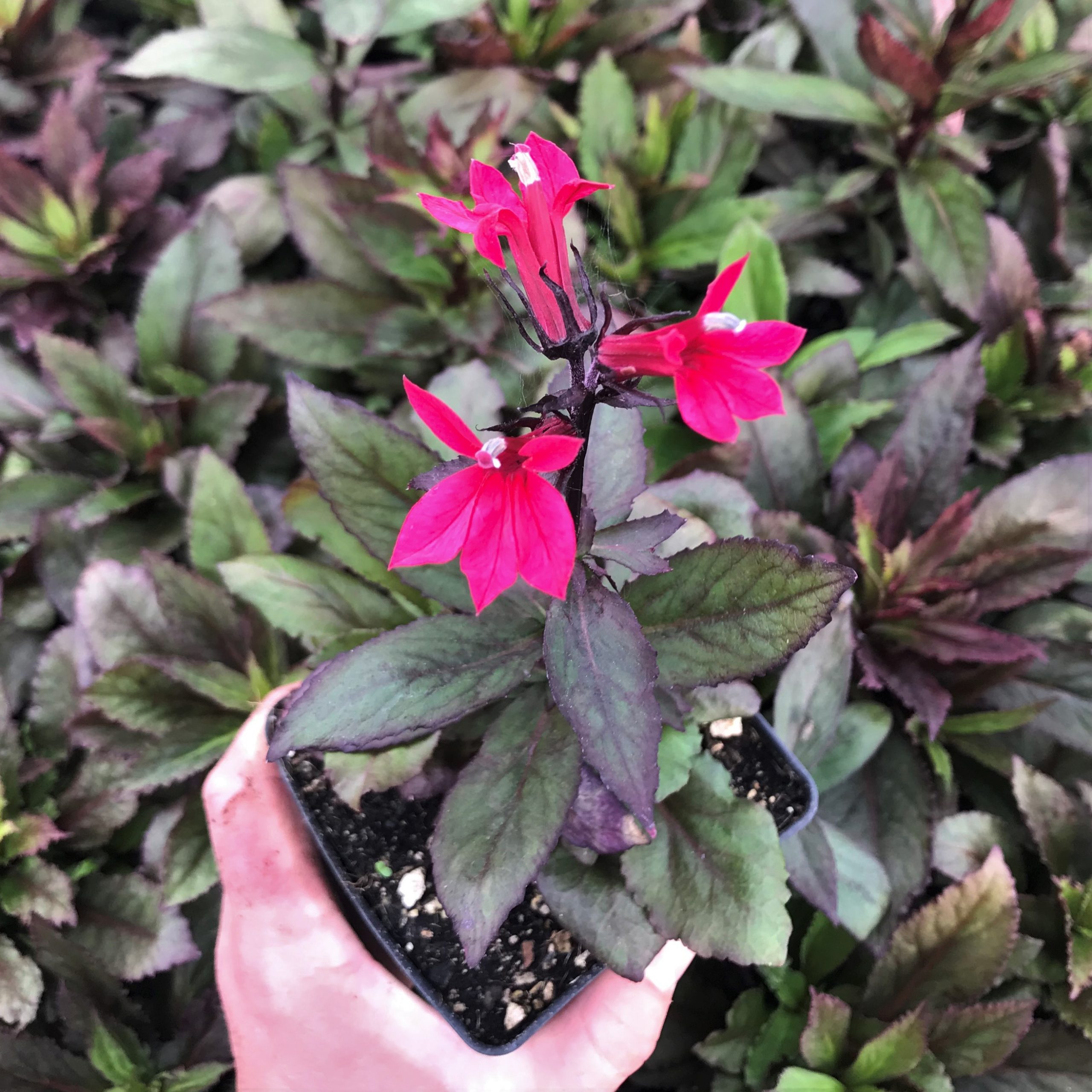 Lobelia-speciosa-Starship-Deep