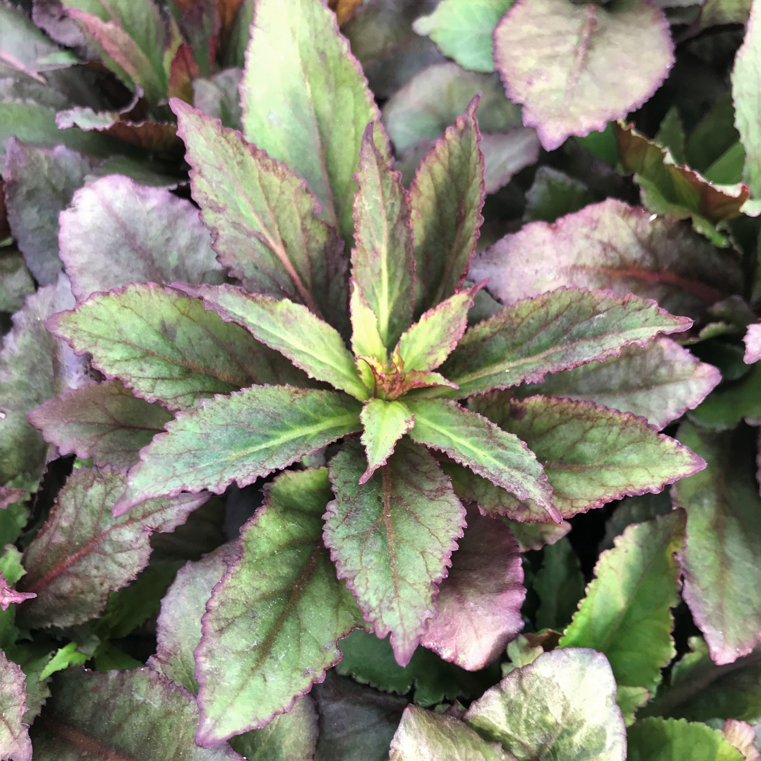 Lobelia x speciosa 'Starship™ Deep Rose' - Cardinal Flower (4
