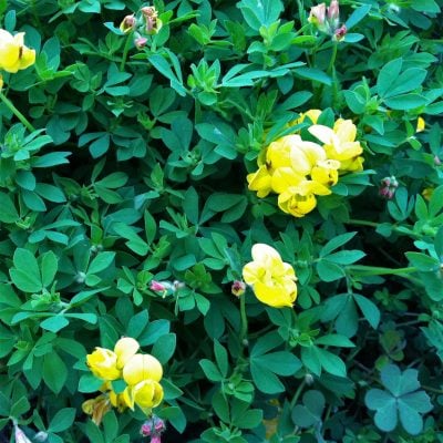 Lotus corniculatus 'Pleniflorus' - Bird's Foot Trefoil (3.5" Pot)