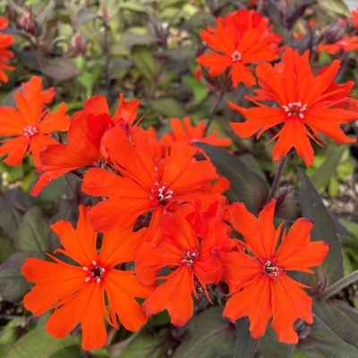 Lychnis arkwrightii 'Orange Gnome' - Campion (4" Pot)