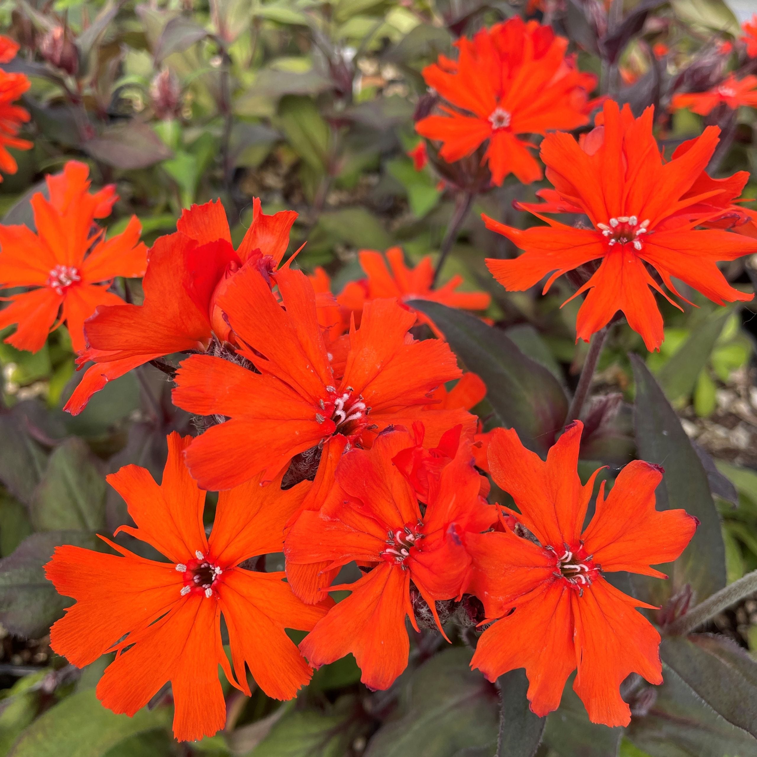 Lychnis arkwrightii 'Orange Gnome' - Campion (4