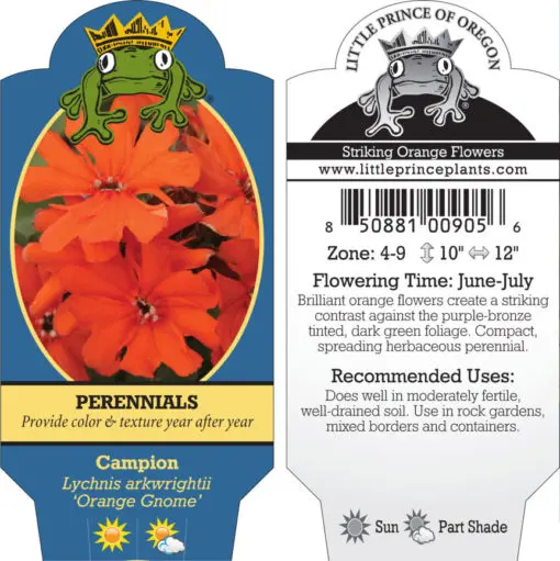 Lychnis arkwrightii 'Orange Gnome' - Campion (4