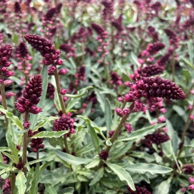 Lysimachia atropurpurea 'Beaujolais' - Moneywort (4.5" Pot)