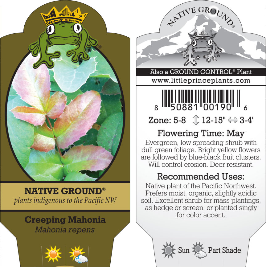 Mahonia repens - Creeping Oregon Grape (3.5" Pot) - Image 5