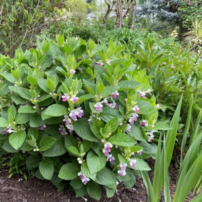 Melittis melissophyllum 'Royal Velvet Distinction' - Bastard Balm USPP #13,233 (4.5" Pot)