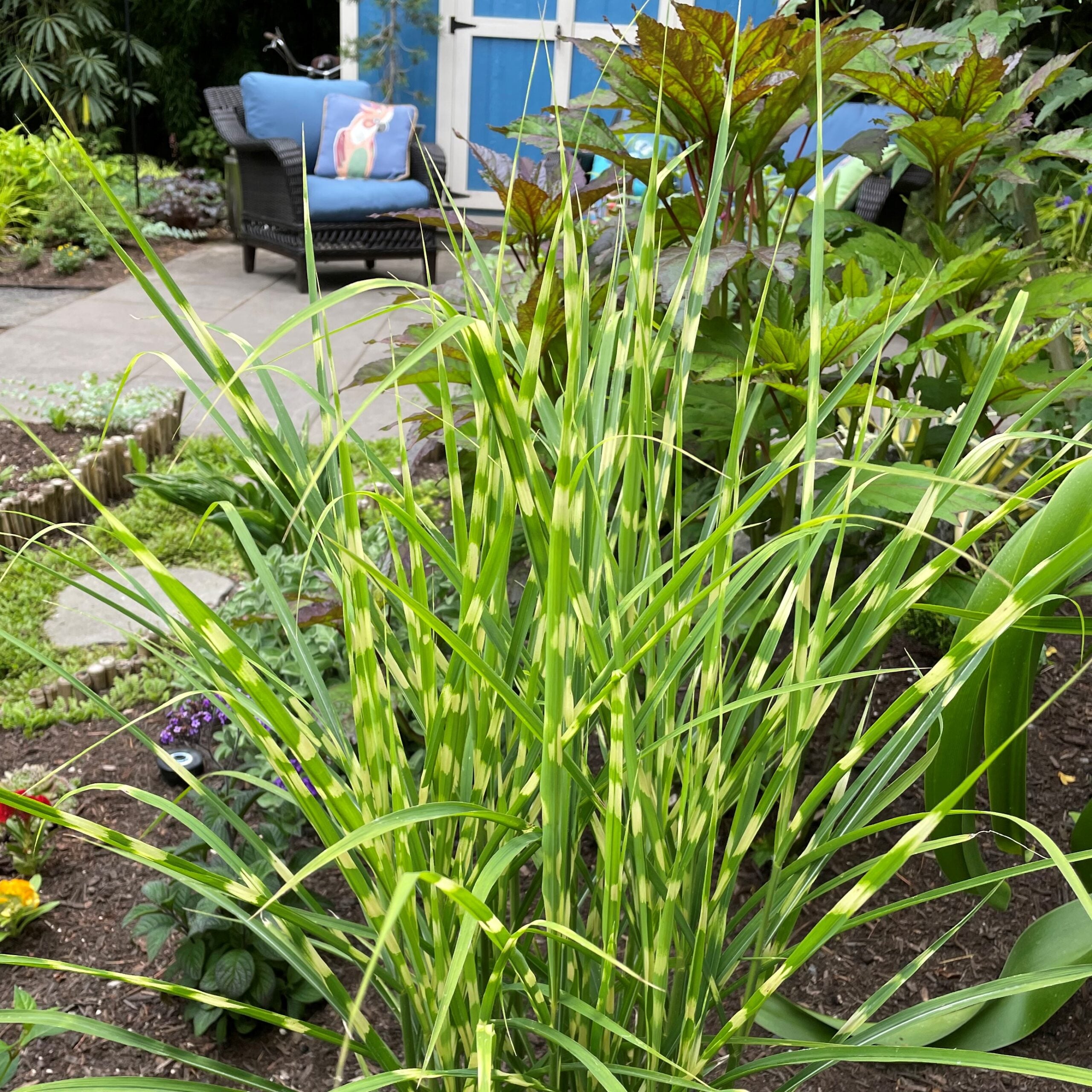 Miscanthus sinensis 'Gold Bar' - Eulalia Grass USPP #15,193 (4.5" Pot) - Image 2