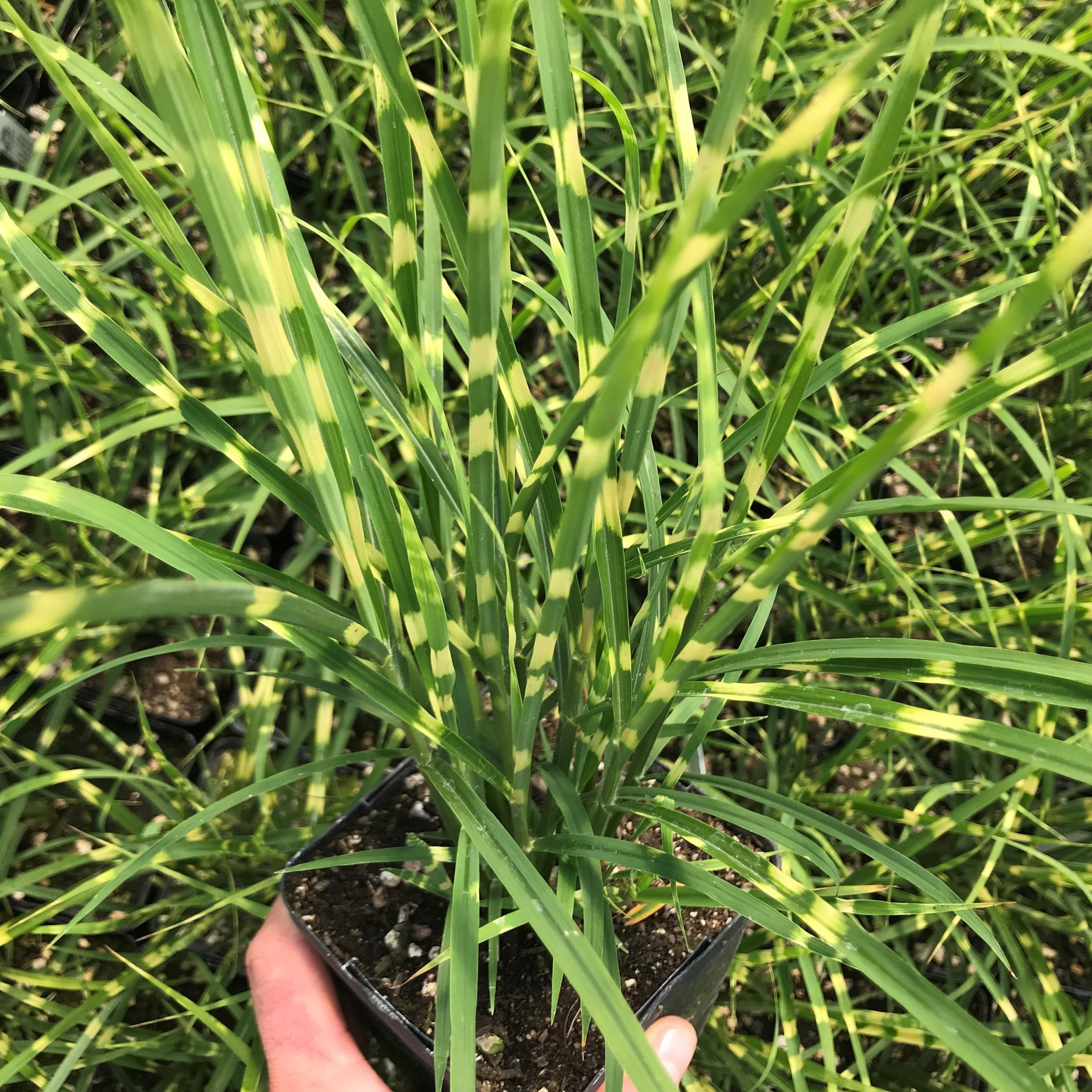 Miscanthus sinensis 'Gold Bar' - Eulalia Grass USPP #15,193 (4.5" Pot) - Image 3