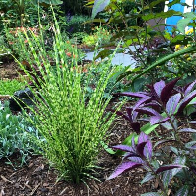 Miscanthus sinensis 'Gold Bar' - Eulalia Grass USPP #15,193 (4.5" Pot)