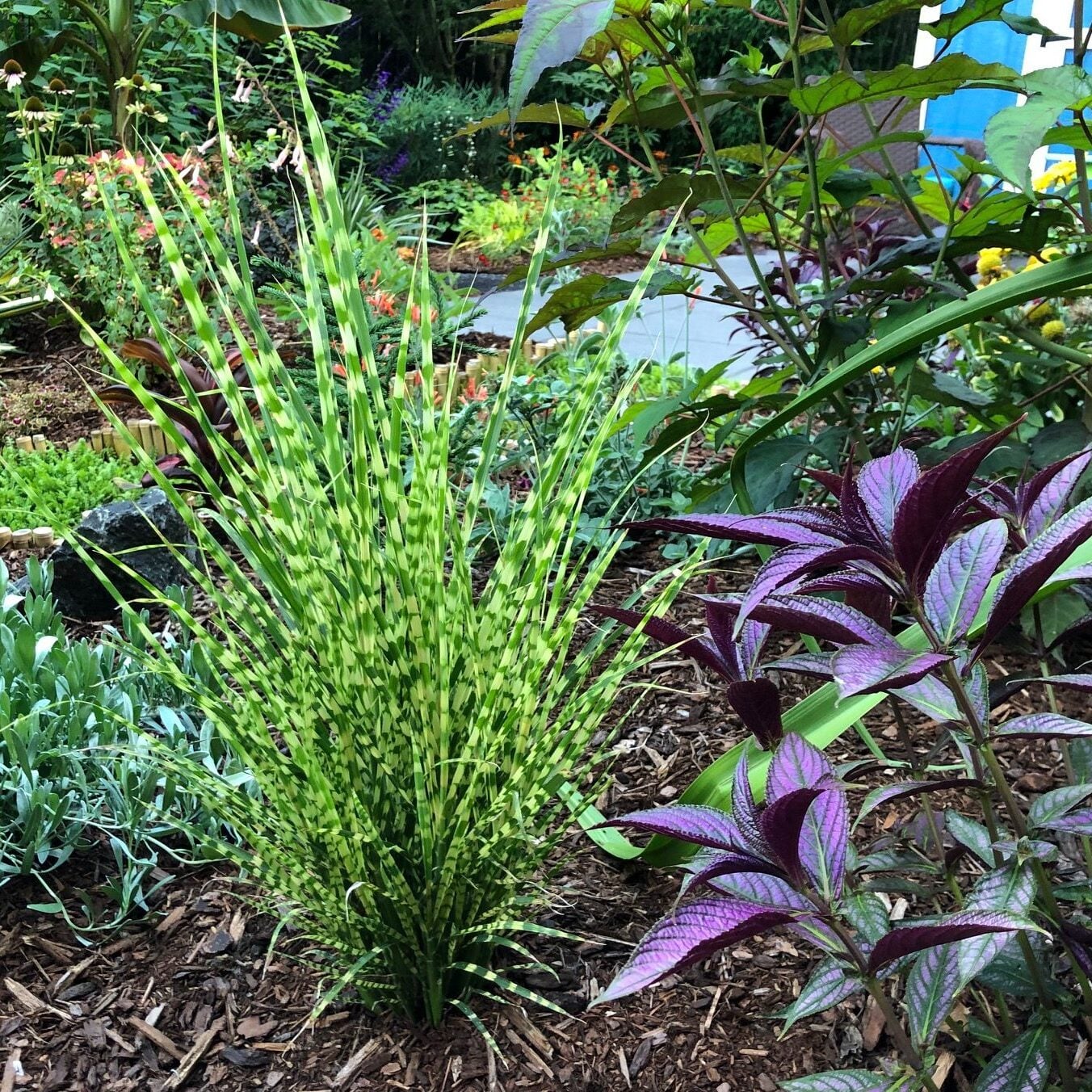 Miscanthus sinensis 'Gold Bar' - Eulalia Grass USPP #15,193 (4.5" Pot)