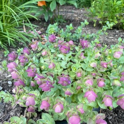Origanum rotundifolium 'Kent Beauty' - Kent Beauty Oregano (3.5" Pot)