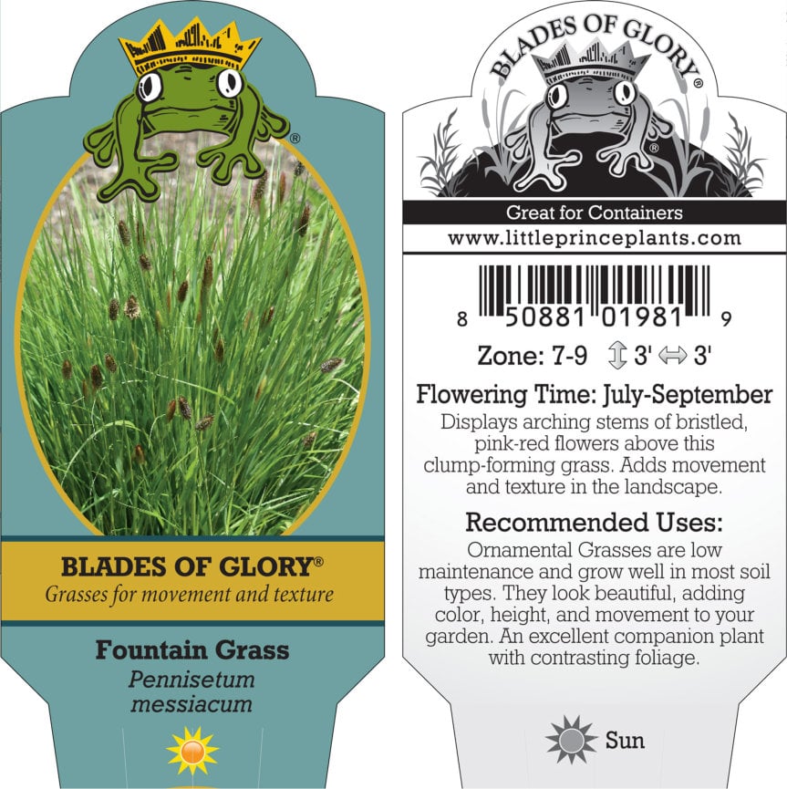 Pennisetum messiacum - Fountain Grass (5.5" Pot) - Image 3