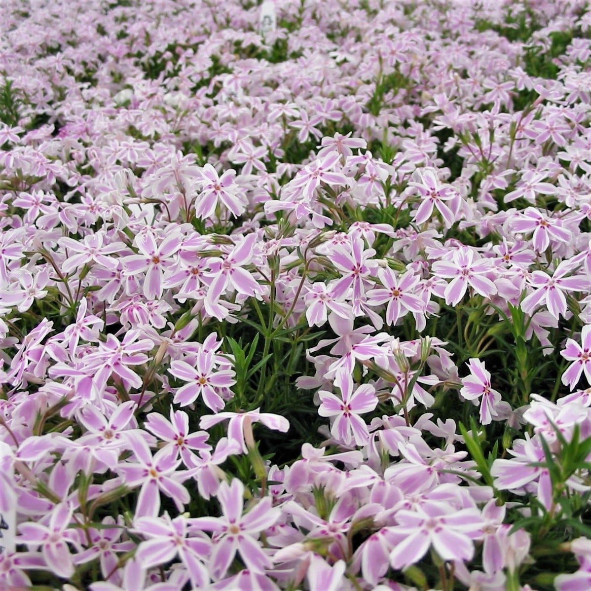 Phlox subulata 'Candy Stripe' - Creeping Phlox (4" Pot) - Image 2