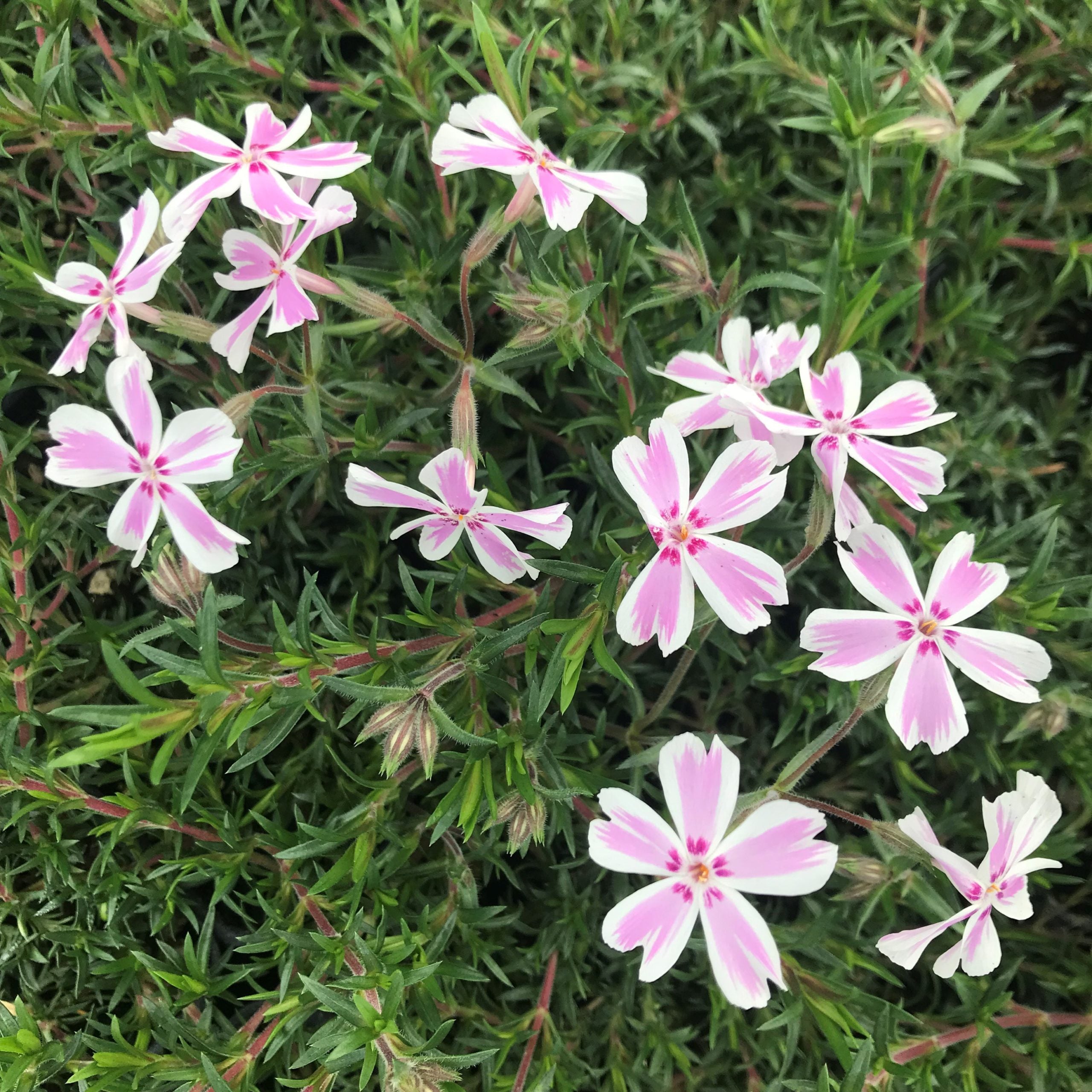Phlox subulata 'Candy Stripe' - Creeping Phlox (4" Pot) - Image 5