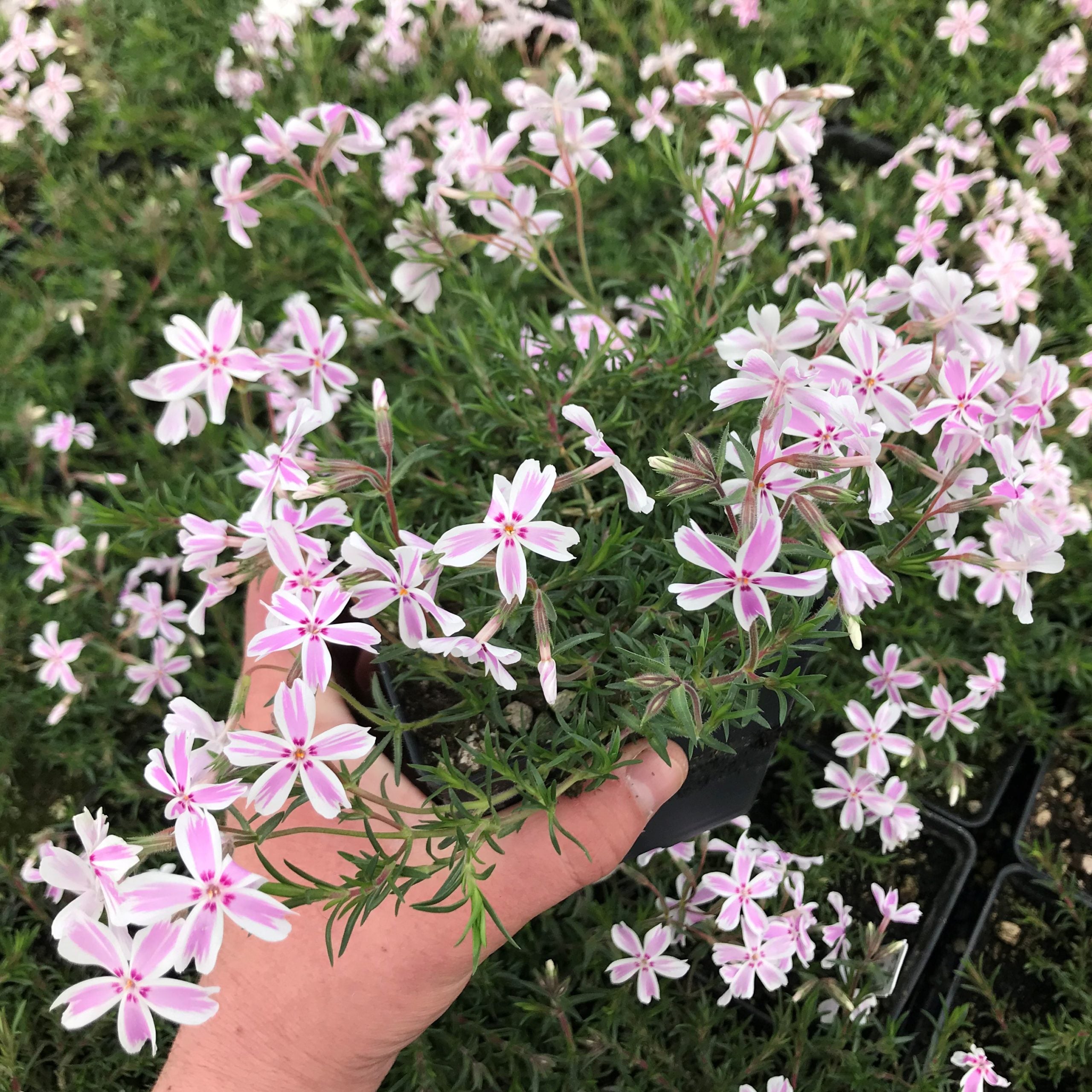 Phlox subulata 'Candy Stripe' - Creeping Phlox (4" Pot) - Image 3