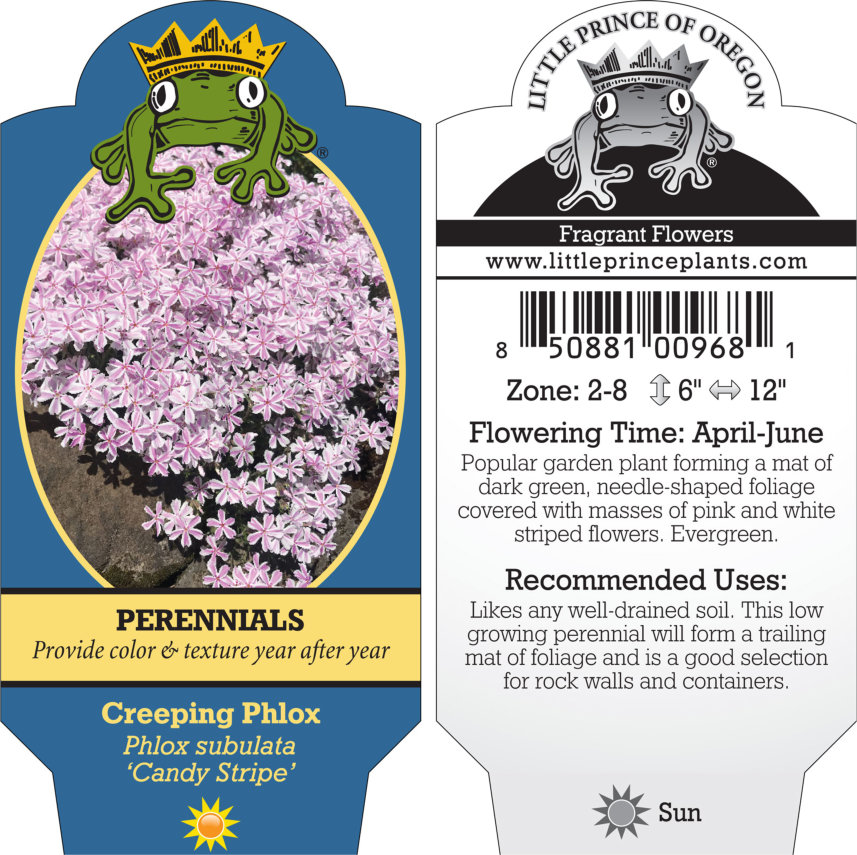 Phlox-subulata-Candy-Stripe-