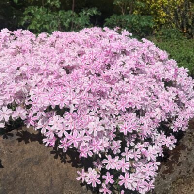 Phlox subulata 'Candy Stripe' - Creeping Phlox (4" Pot)