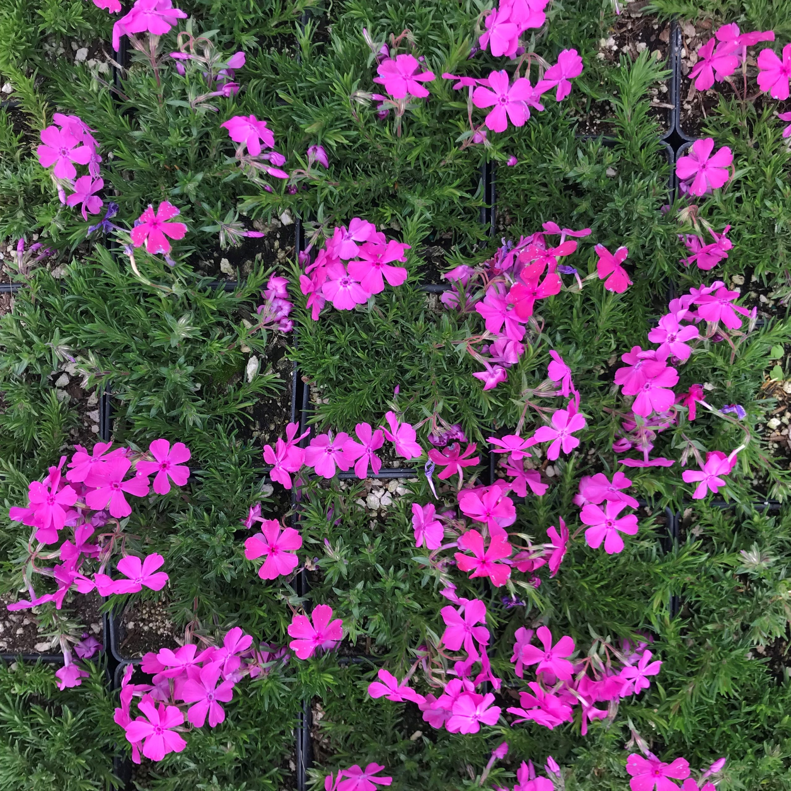 Phlox subulata 'McDaniel's Cushion' - Creeping Phlox (4" Pot) - Image 5