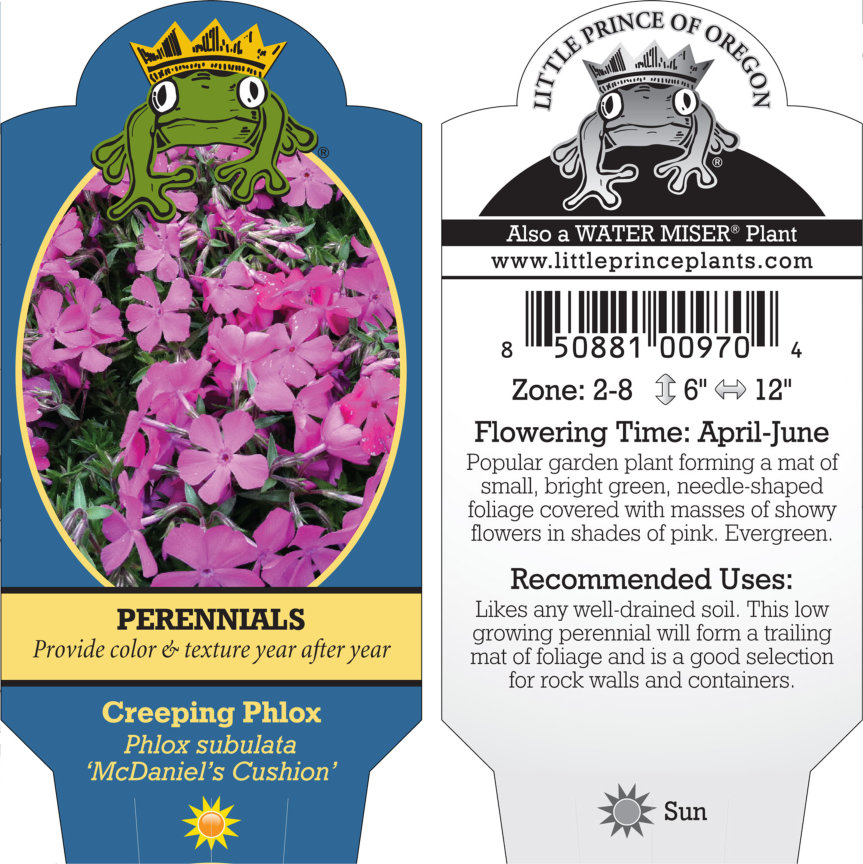 Phlox subulata 'McDaniel's Cushion' - Creeping Phlox (4" Pot) - Image 6