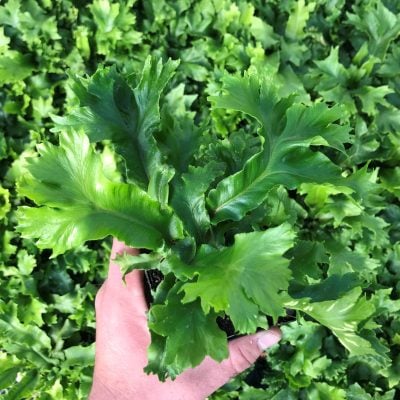 Asplenium scolopendrium 'Cristata' - Crested Hart's Tongue Fern (3.5" Pot)