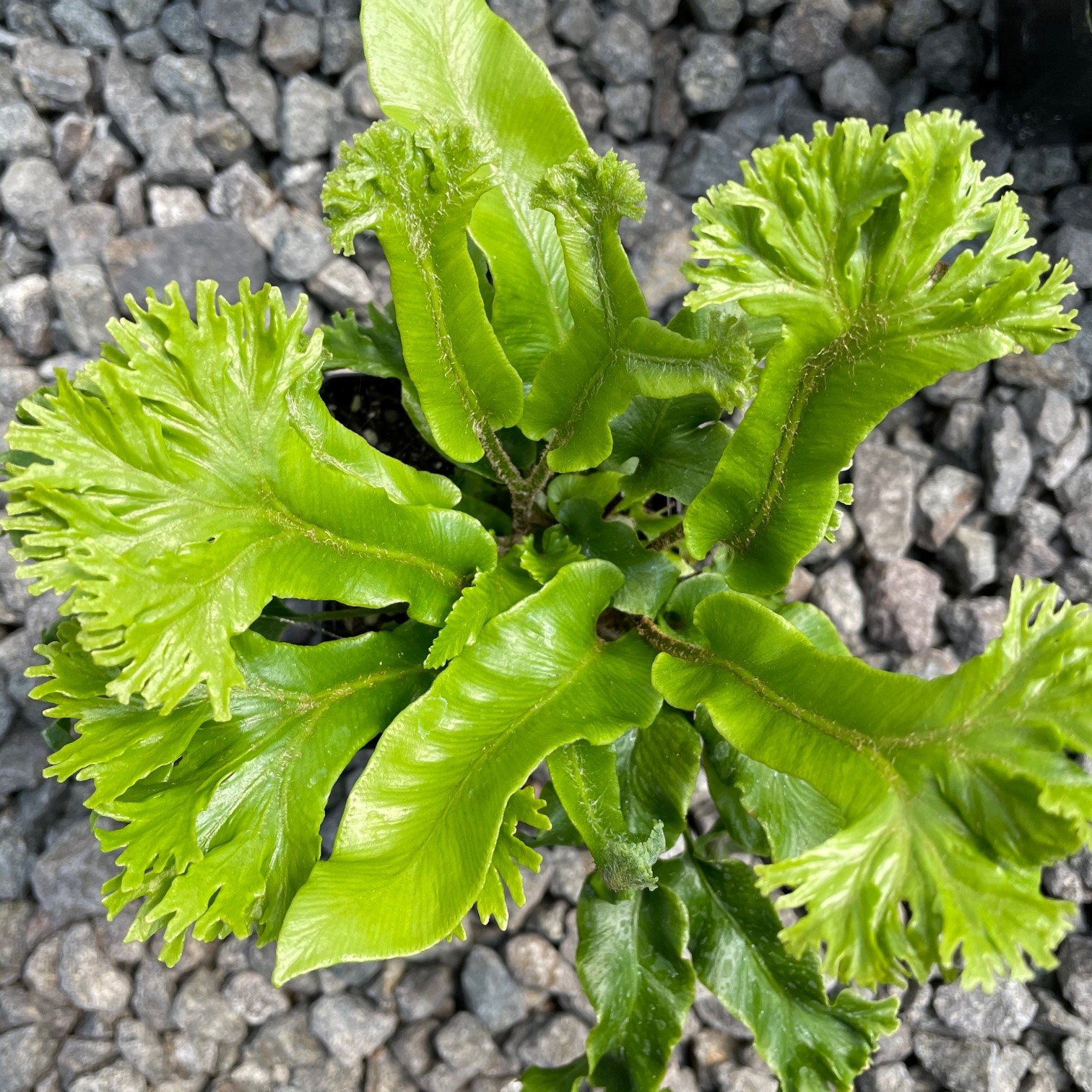 Asplenium scolopendrium 'Furcata' - Hart's Tongue Fern (3.5" Pot) - Image 2