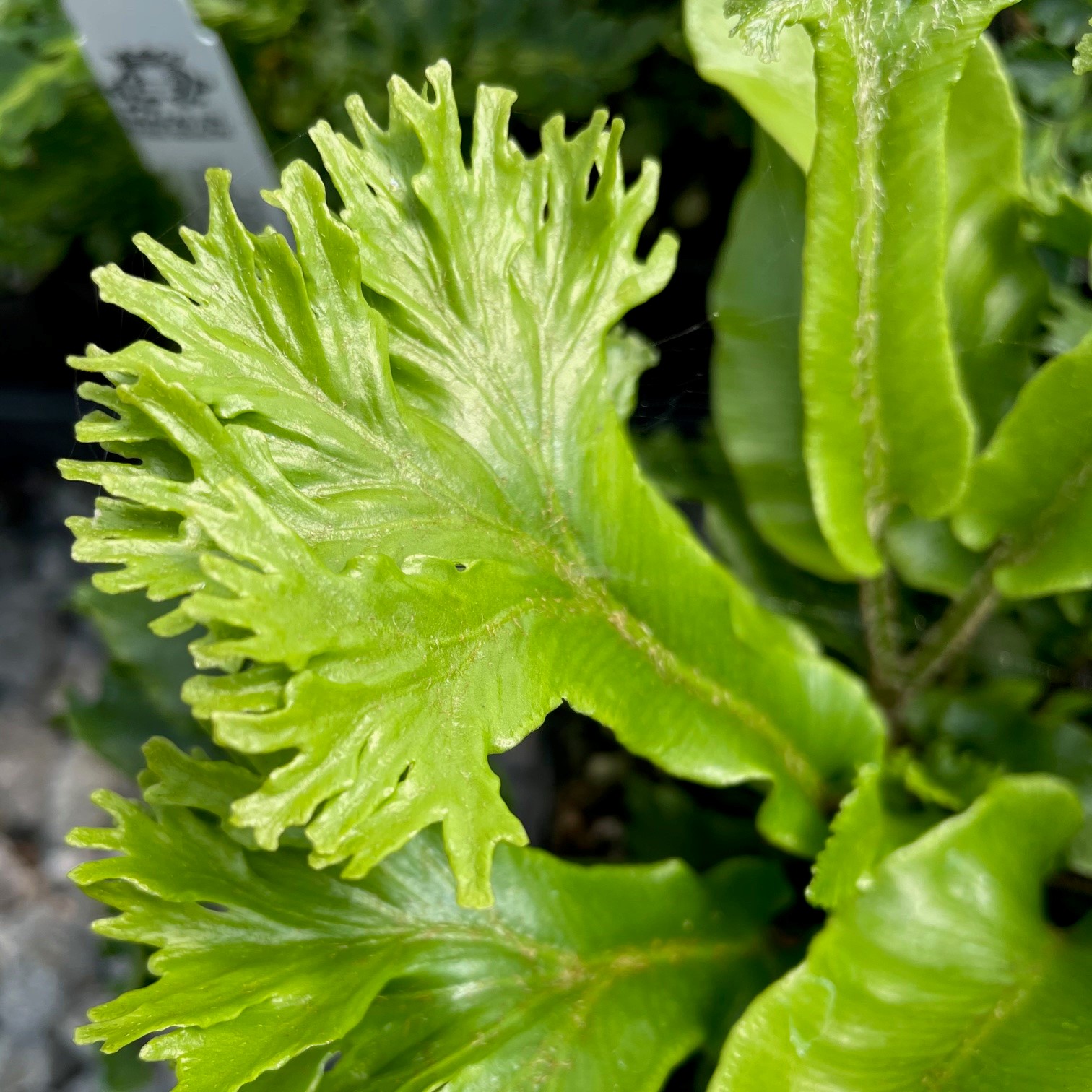 Asplenium scolopendrium 'Furcata' - Hart's Tongue Fern (3.5" Pot)