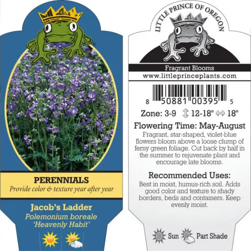 Polemonium boreale 'Heavenly Habit' - Jacob's Ladder (4" Pot) | Little  Prince of Oregon Nursery