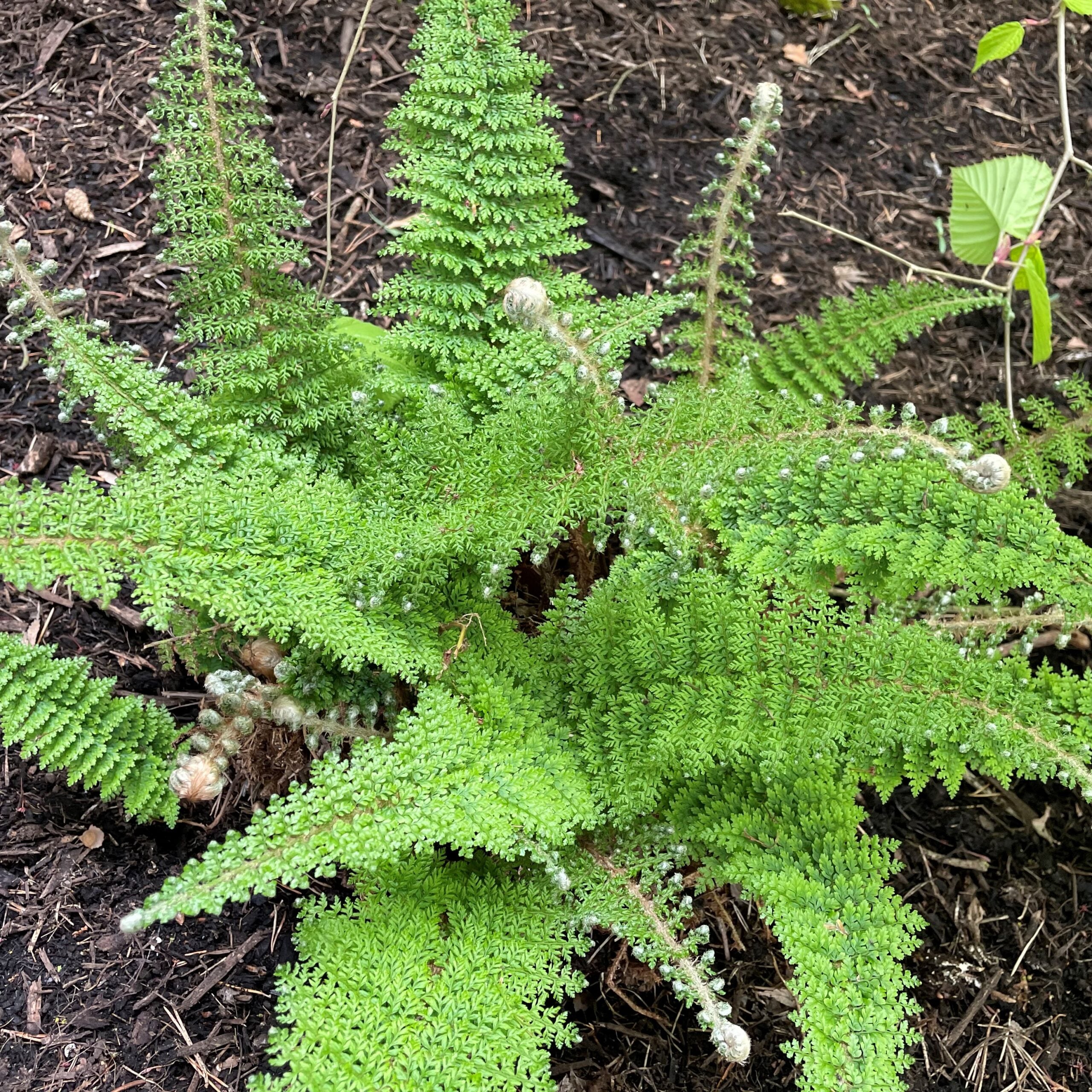 Polystichum setiferum 'Plumosum Densum' - Soft Shield Fern (3.5" Pot) - Image 2