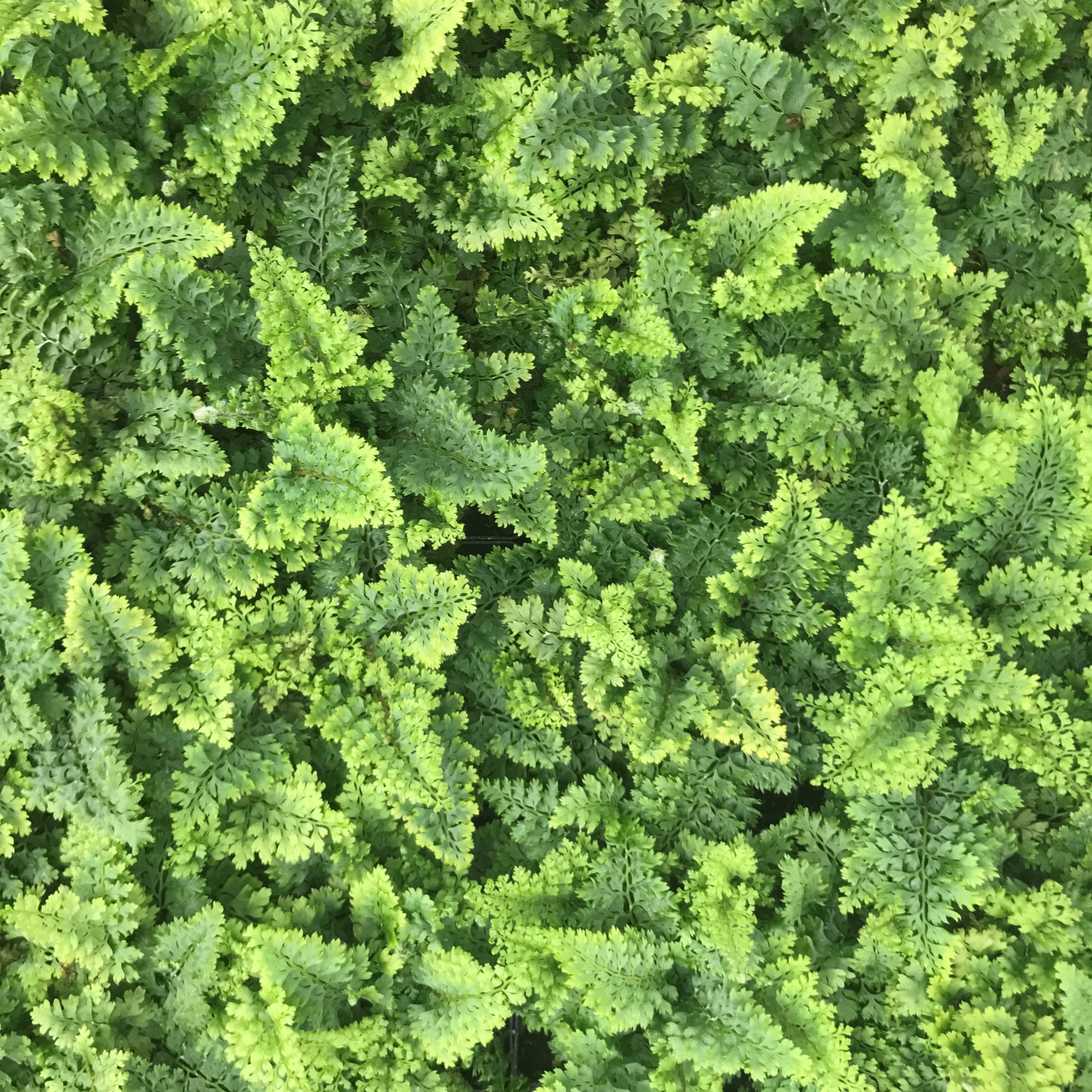 Polystichum setiferum 'Plumosum Densum' - Soft Shield Fern (3.5" Pot) - Image 6