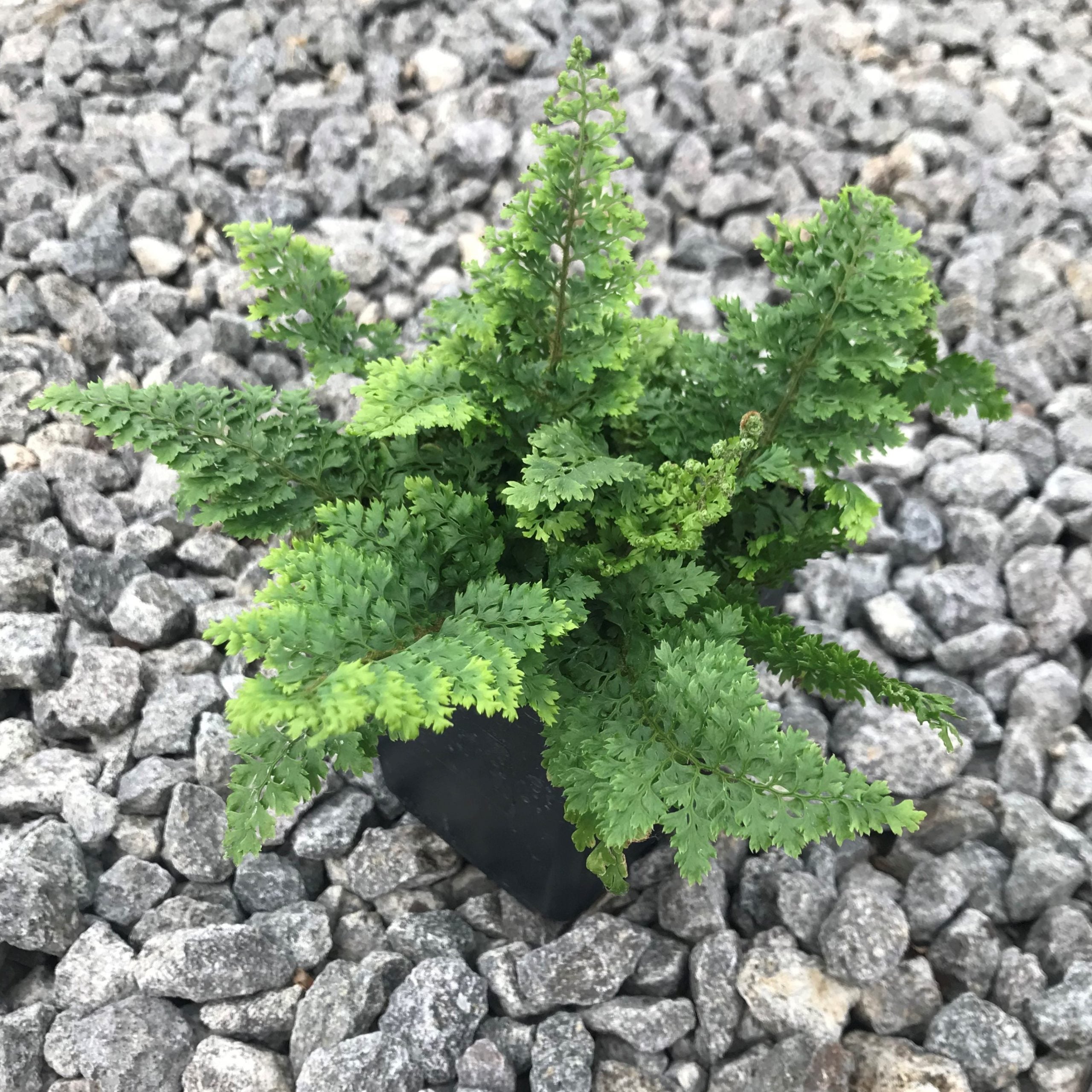 Polystichum setiferum 'Plumosum Densum' - Soft Shield Fern (3.5" Pot) - Image 5