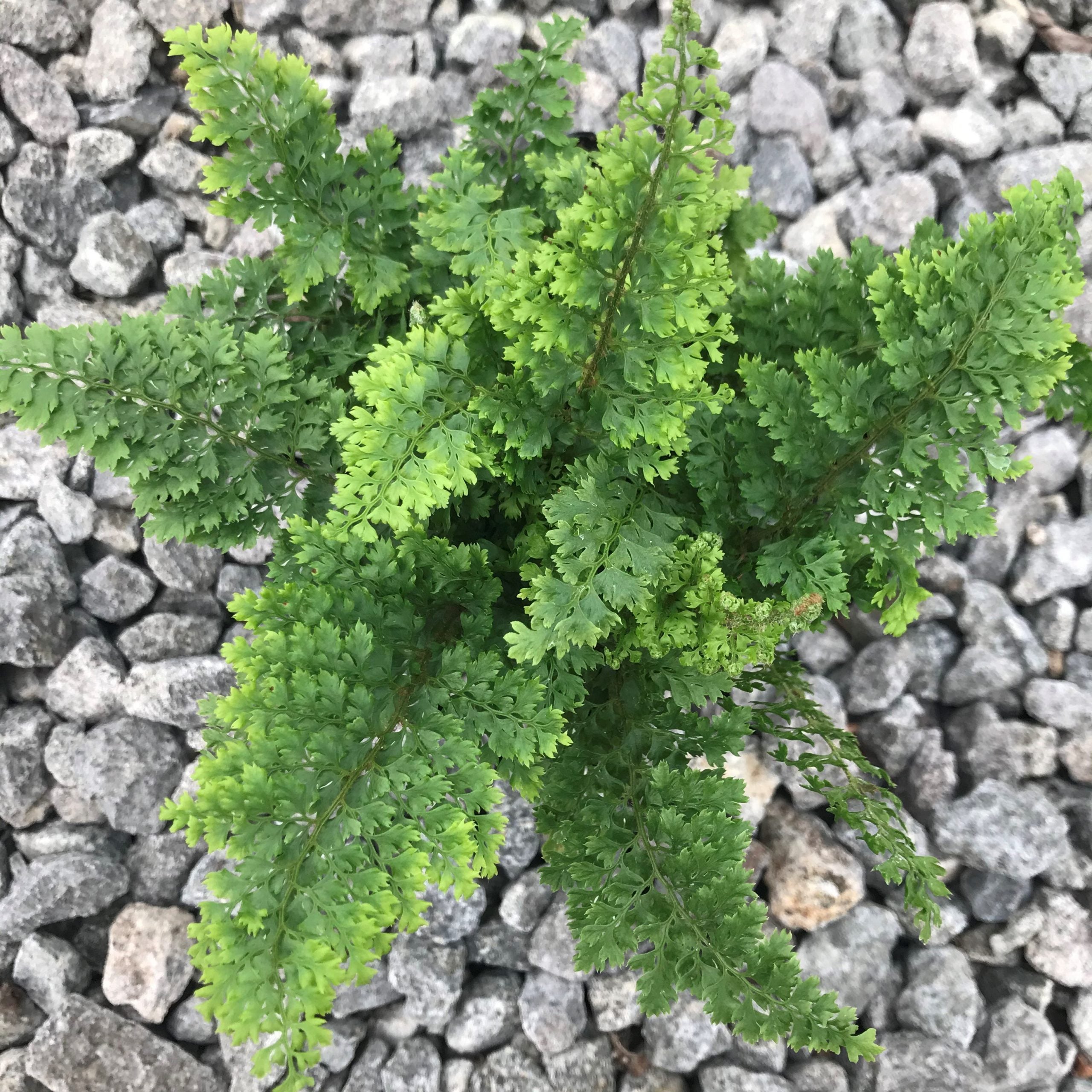 Polystichum setiferum 'Plumosum Densum' - Soft Shield Fern (3.5" Pot) - Image 3