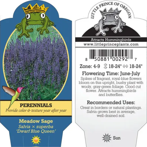Salvia x superba 'Dwarf Blue Queen' - Meadow Sage (4