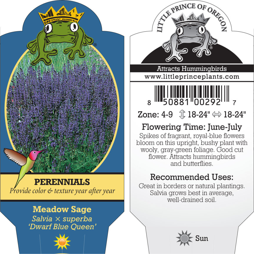 Salvia x superba 'Dwarf Blue Queen' - Meadow Sage (4" Pot) - Image 4
