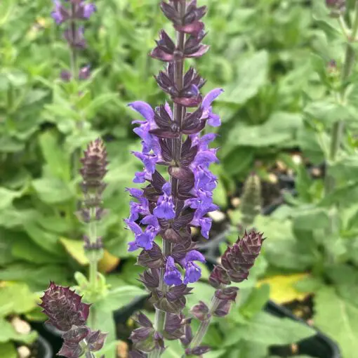 Salvia x superba 'Dwarf Blue Queen' - Meadow Sage (4