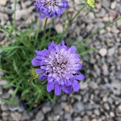 Scabiosa columbaria 'Blue Note' - Pincushion Flower (4" Pot)