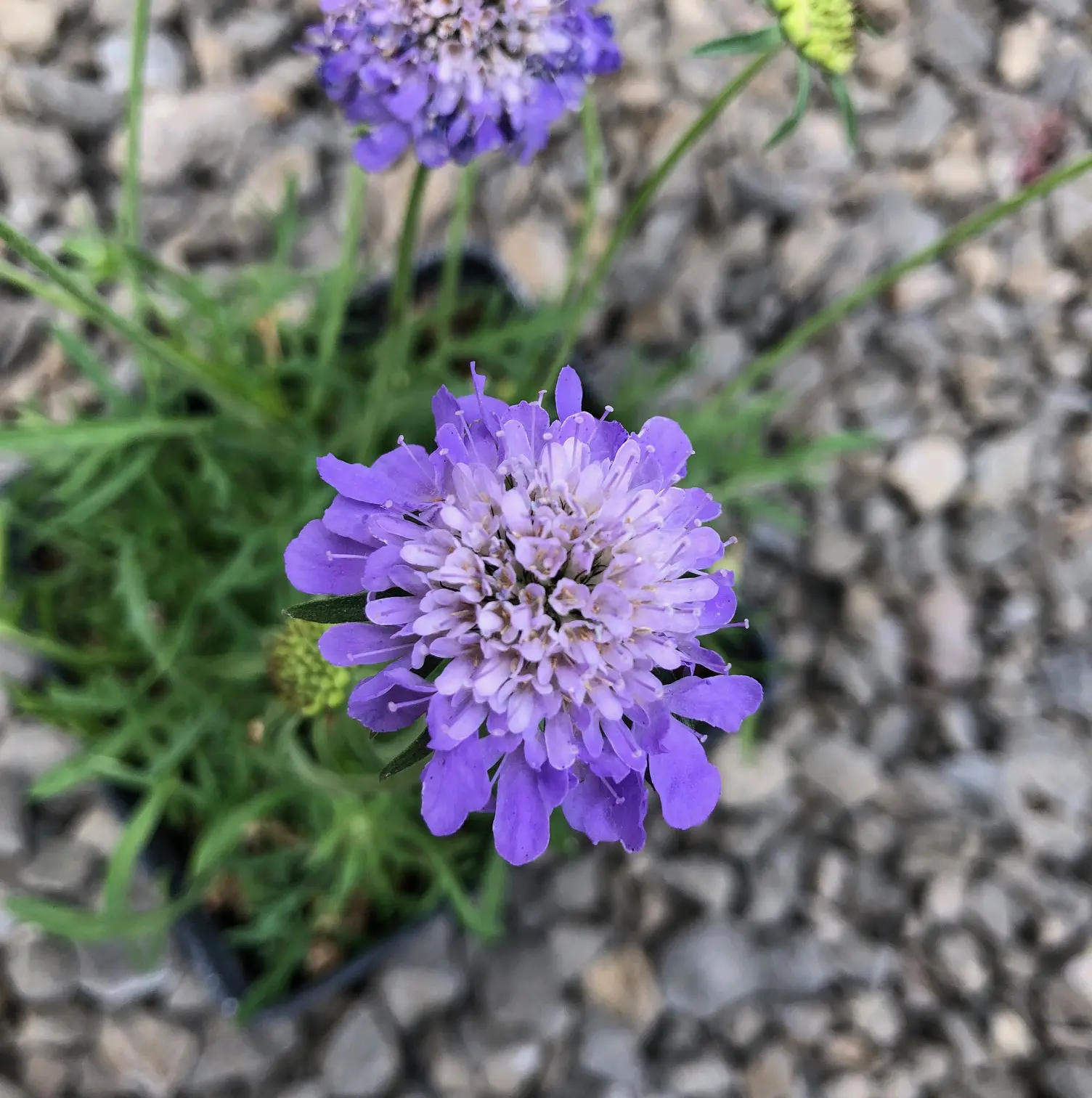 Scabiosa columbaria 'Blue Note' - Pincushion Flower (4" Pot) | Little  Prince of Oregon Nursery