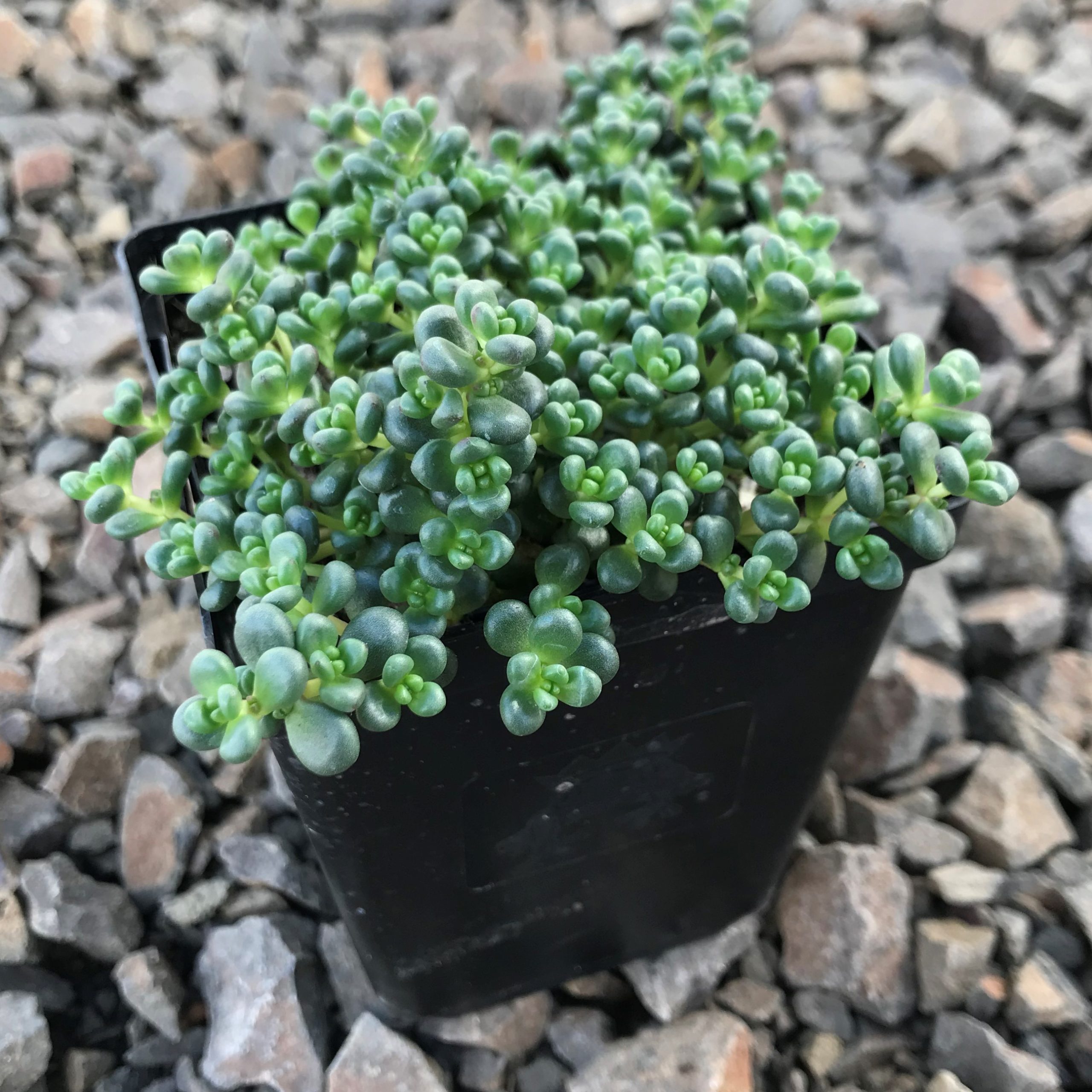 Sedum divergens - Stonecrop (3.5" Pot) - Image 5