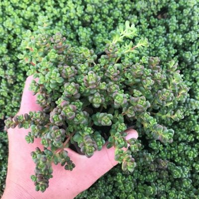 Sedum divergens - Stonecrop (3.5" Pot)