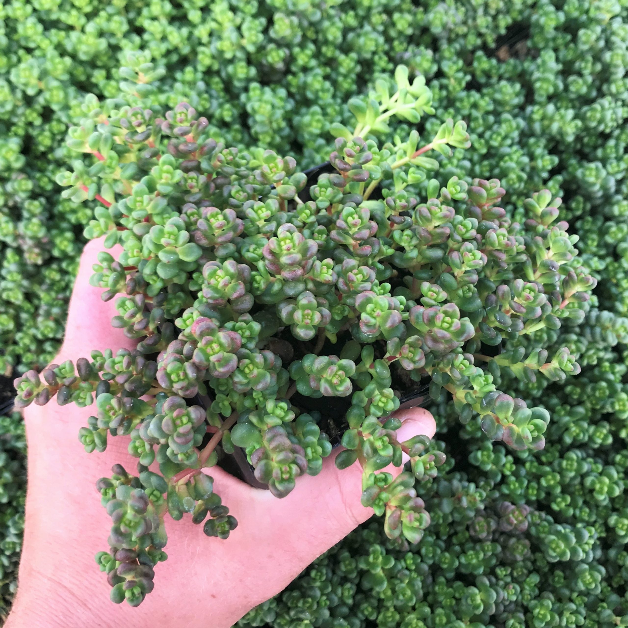 Sedum divergens - Stonecrop (3.5" Pot)