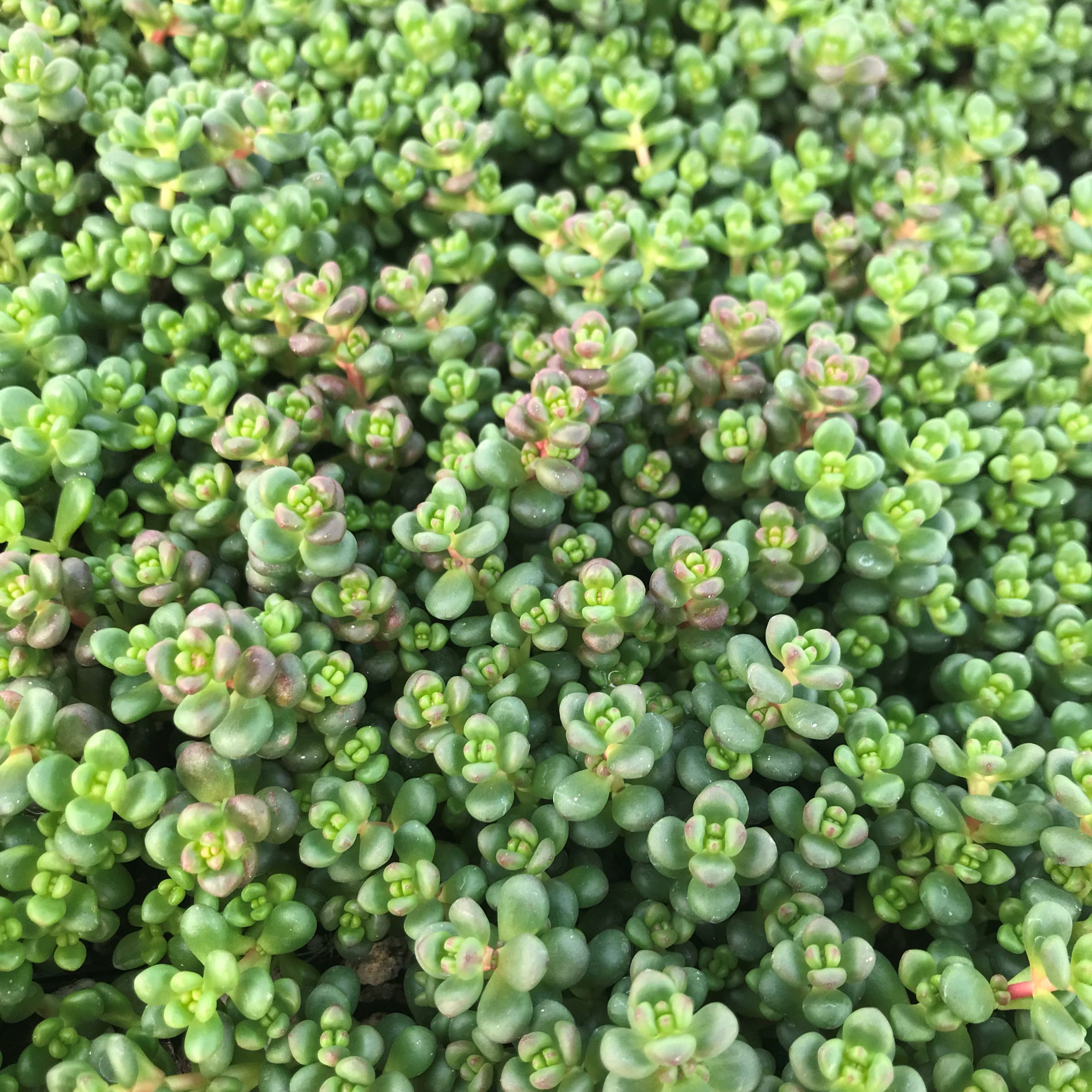Sedum divergens - Stonecrop (3.5" Pot) - Image 2