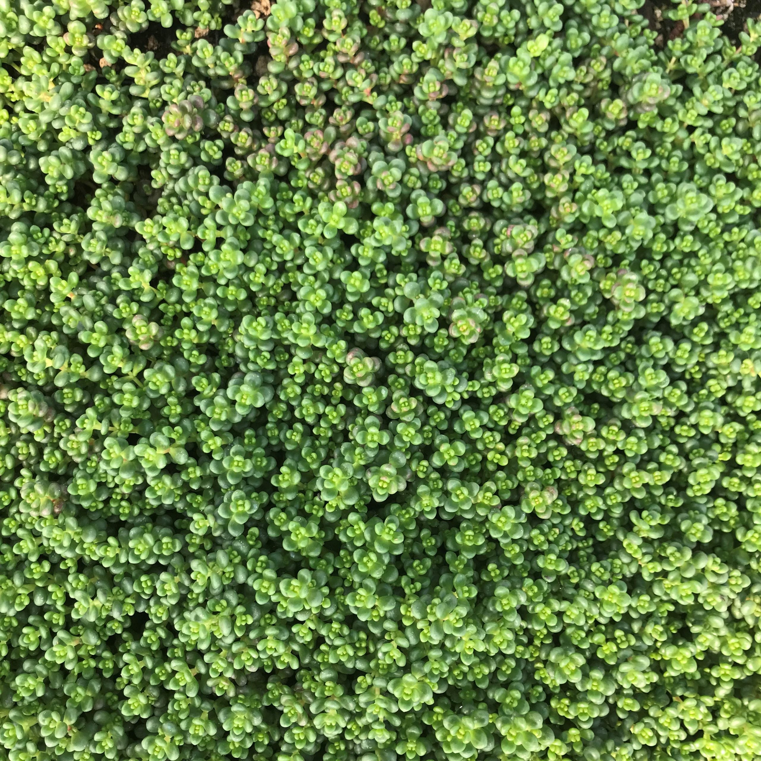 Sedum divergens - Stonecrop (3.5" Pot) - Image 7
