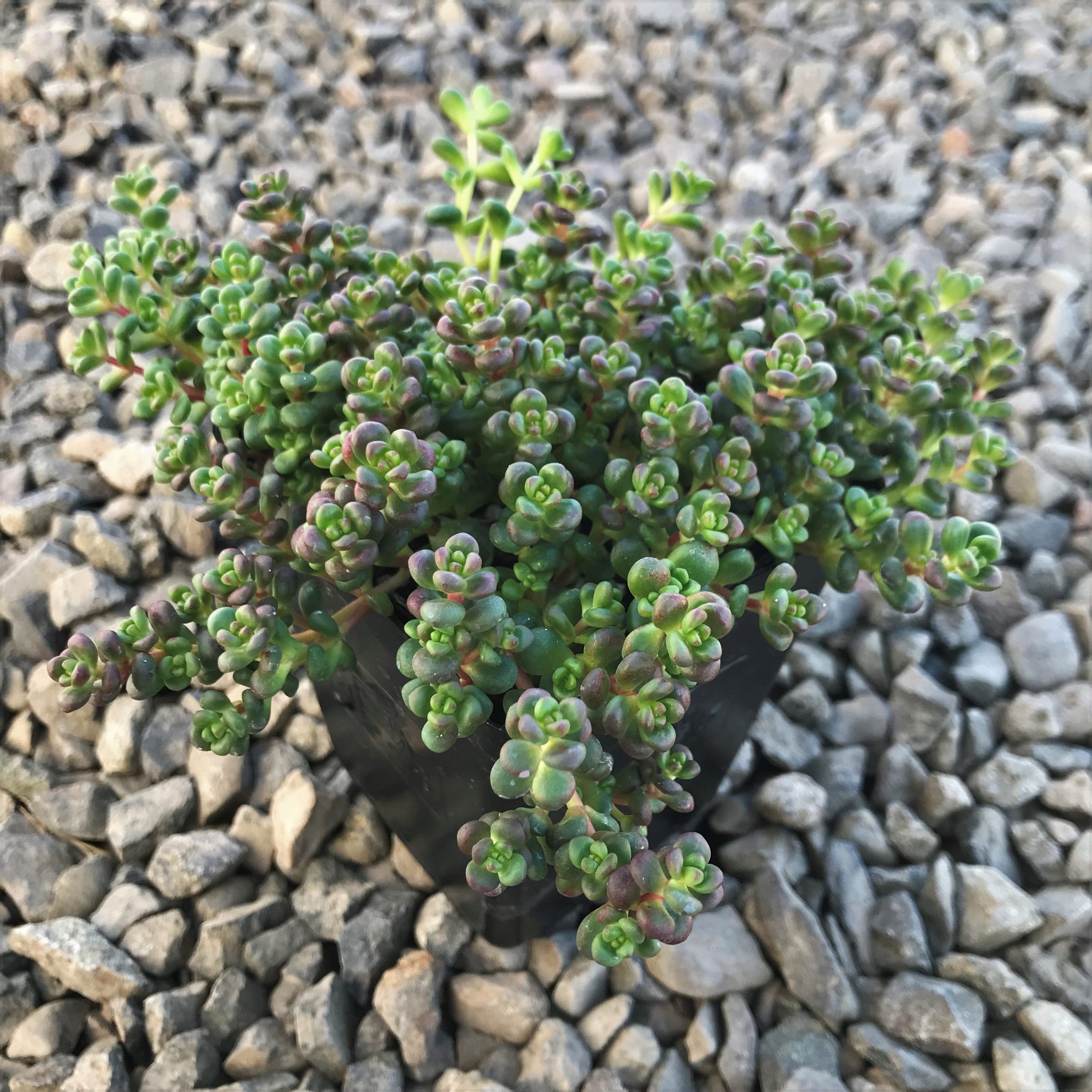Sedum divergens - Stonecrop (3.5" Pot) - Image 3