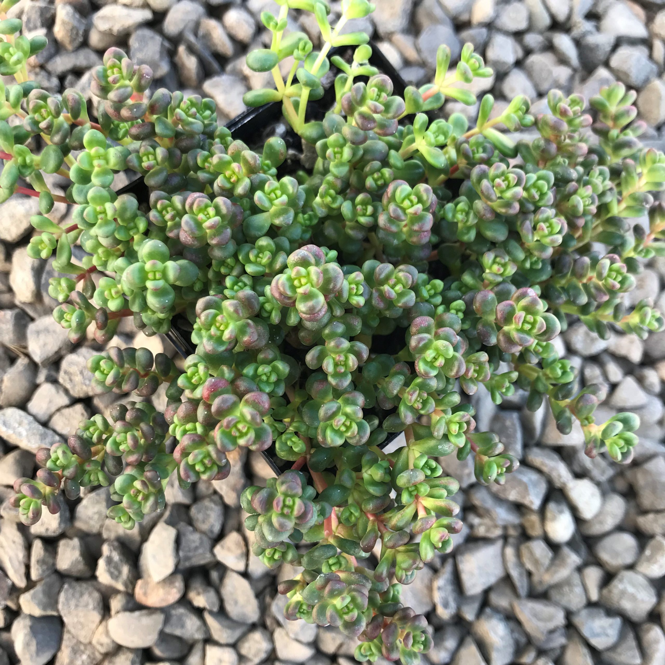 Sedum divergens - Stonecrop (3.5" Pot) - Image 4