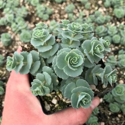 Sedum sieboldii 'October Daphne' - Stonecrop (3.5" Pot)