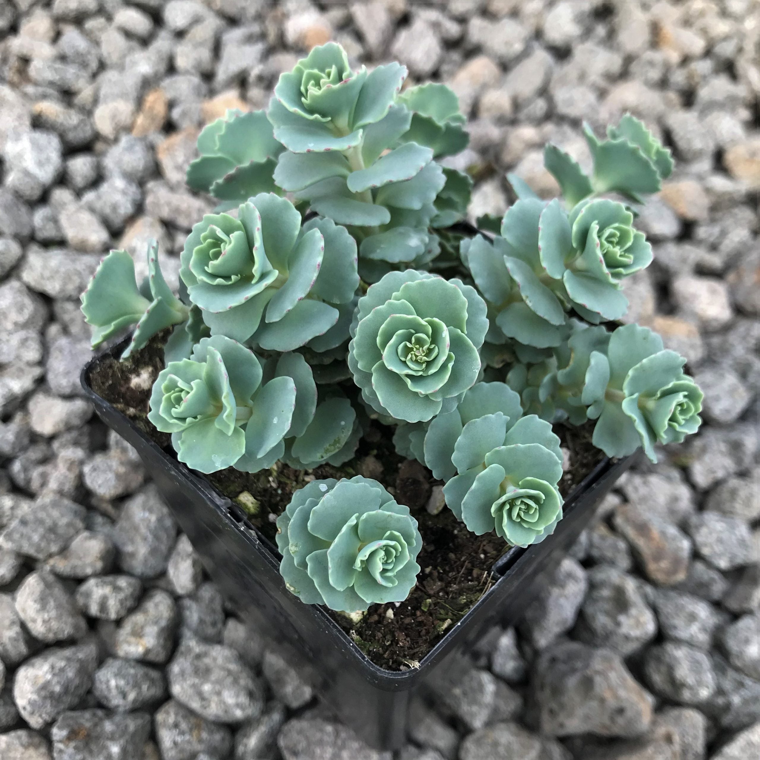 Sedum sieboldii 'October Daphne' - Stonecrop (3.5" Pot) - Image 2