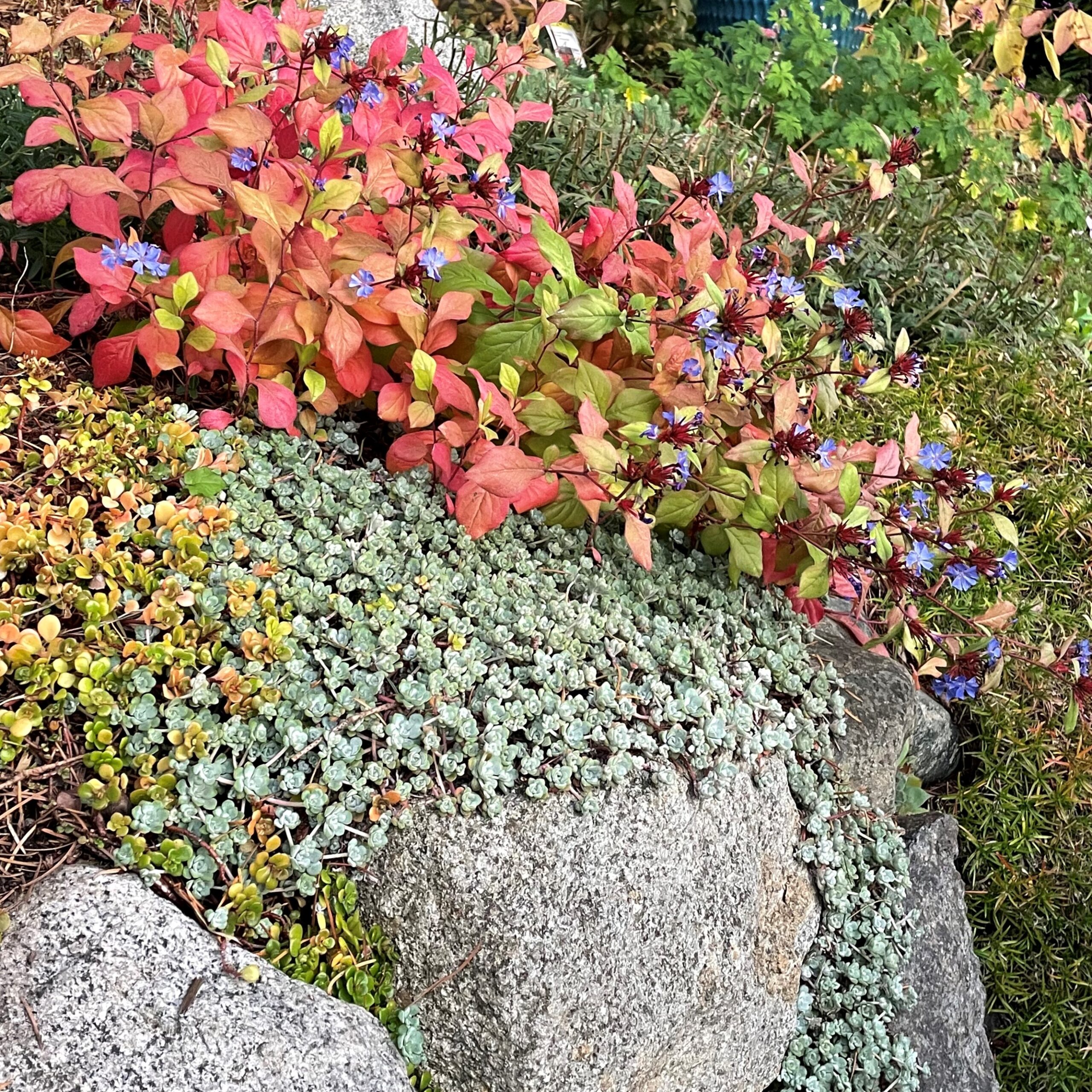 Sedum spathulifolium 'Cape Blanco' - Stonecrop (3.5" Pot) - Image 3