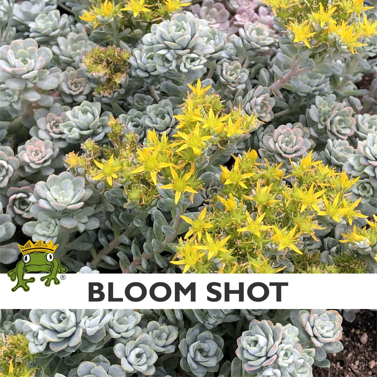 Sedum spathulifolium 'Cape Blanco' - Stonecrop (3.5" Pot) - Image 6