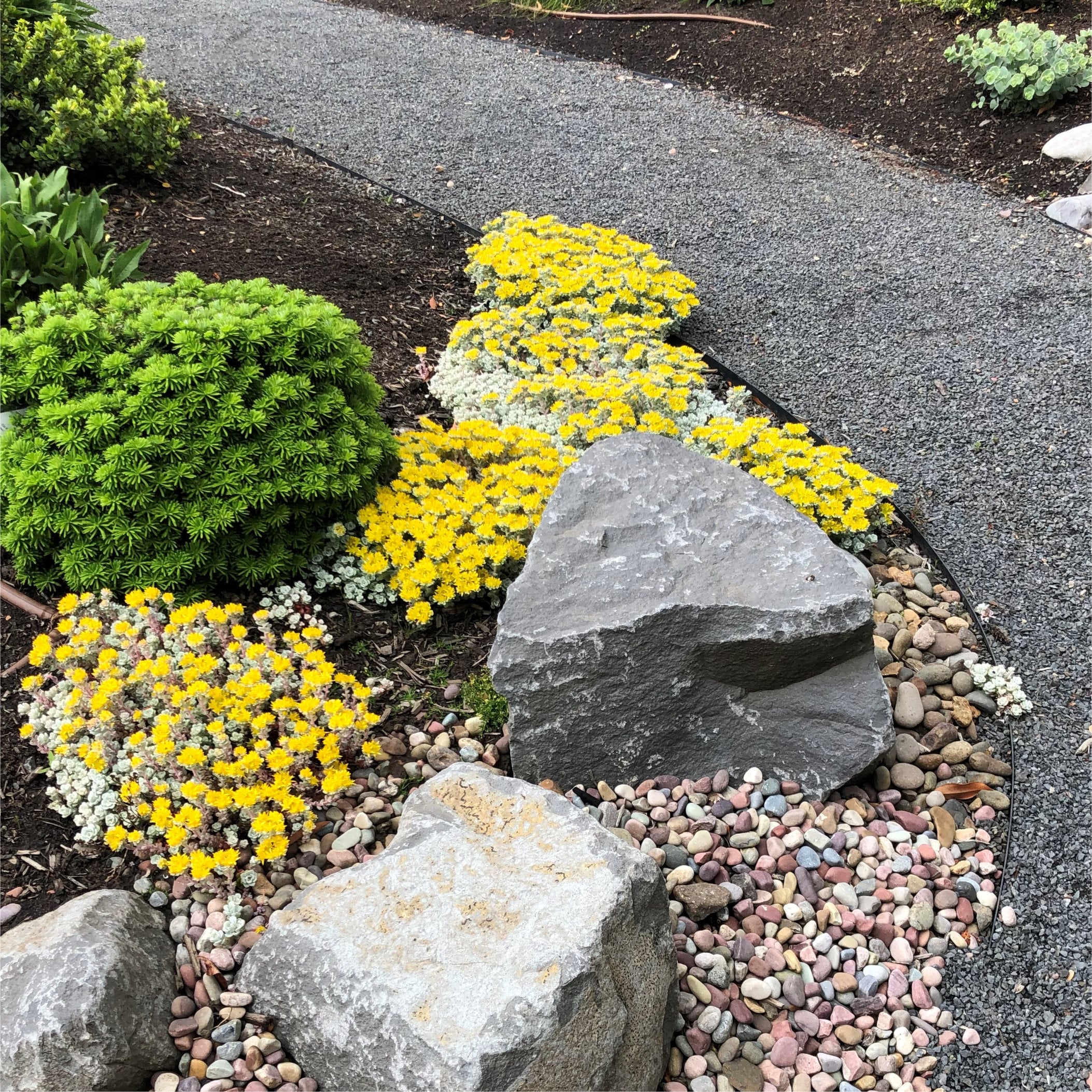Sedum spathulifolium 'Cape Blanco' - Stonecrop (3.5" Pot) - Image 2